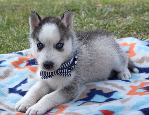 Salin 13 Weeks Old Female Siberian Husky Puppy for Sale at Alvarado Huskies